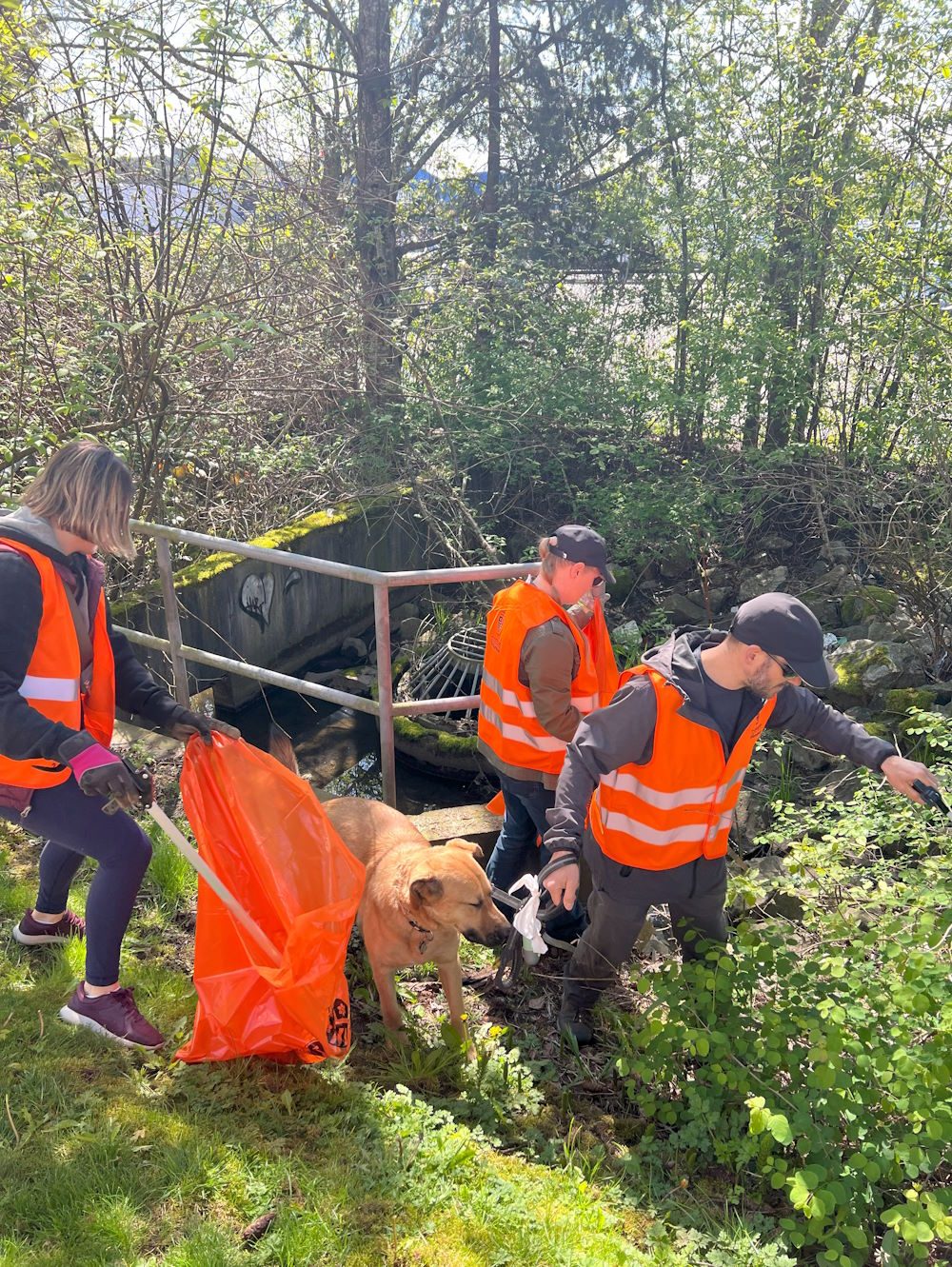 Volunteers cleaning a creek bank